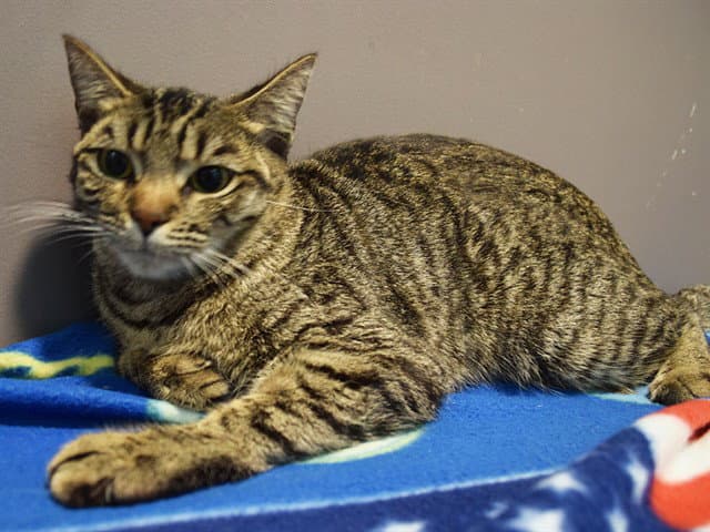 Unknown - Domestic Short Hair