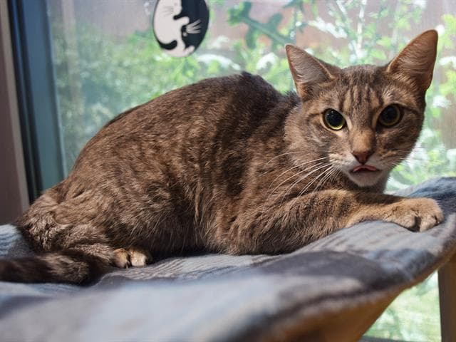 Unknown - Domestic Short Hair