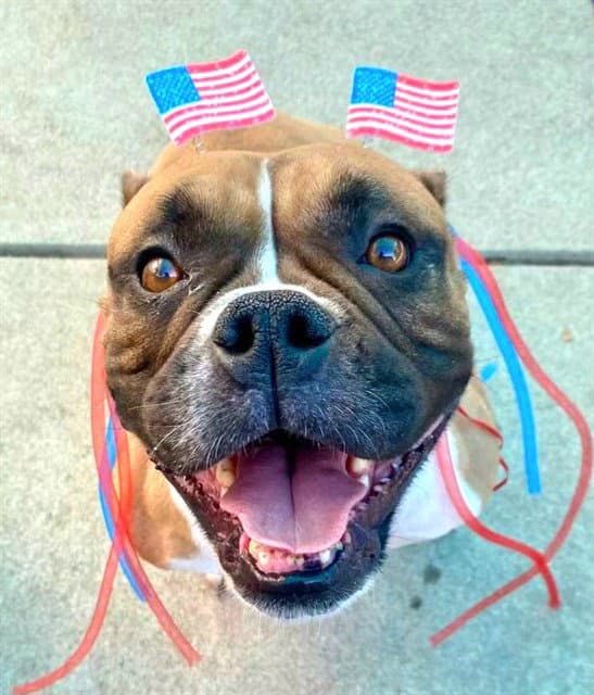 Sunflower - Bulldog