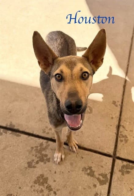 Houston - German Shepherd Dog