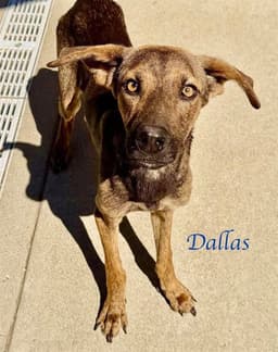 Dallas image 1