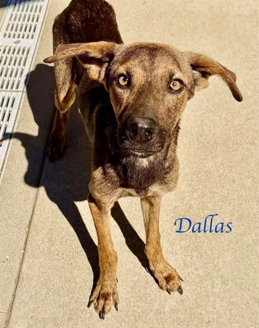Dallas - German Shepherd Dog