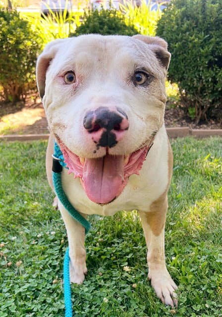Fetty - Pit Bull Terrier