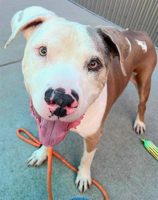 Fetty - Pit Bull Terrier
