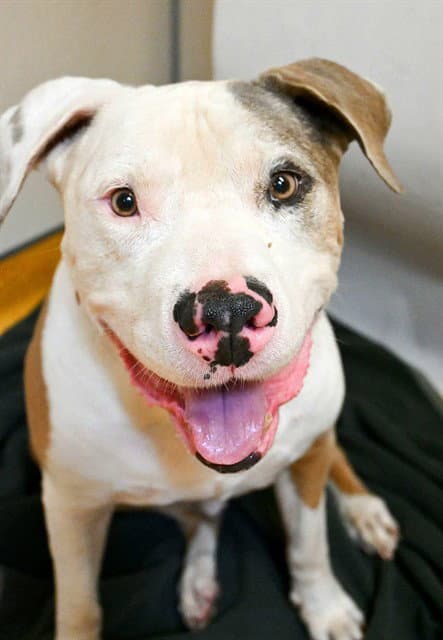 Fetty - Pit Bull Terrier