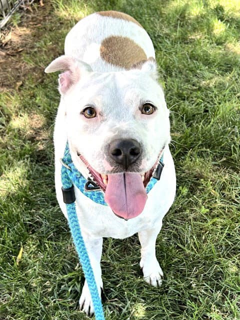 Unknown - Pit Bull Terrier