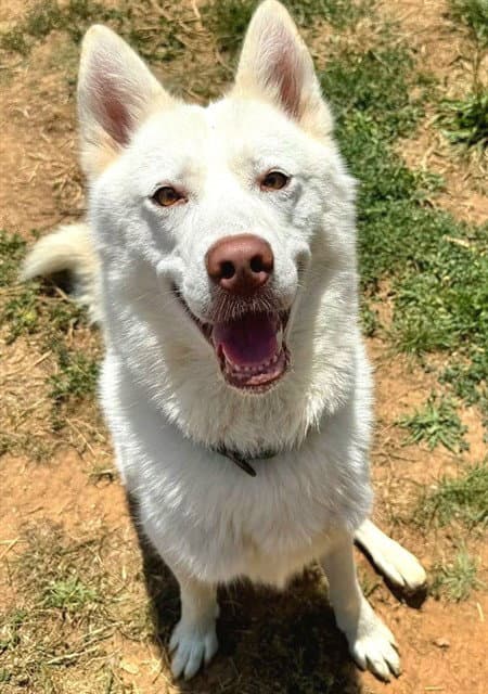 Carlos - Siberian Husky