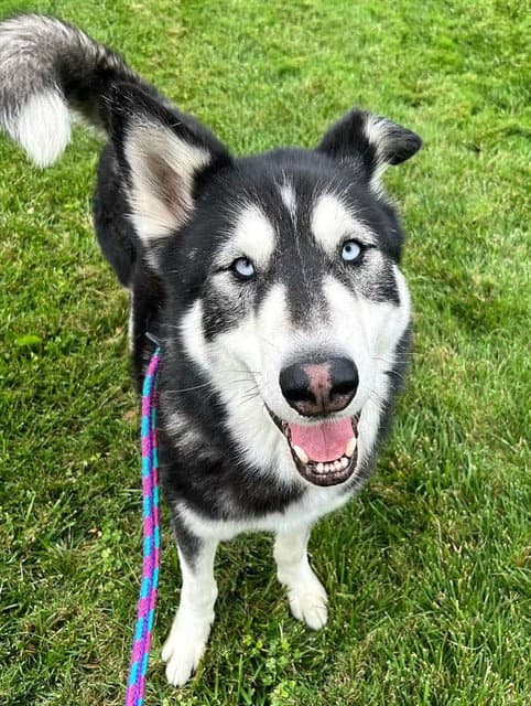 Barnes - Siberian Husky