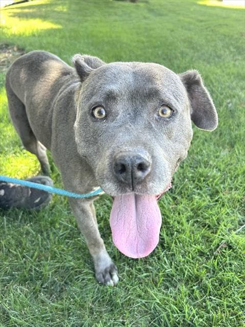 Iris - Pit Bull Terrier