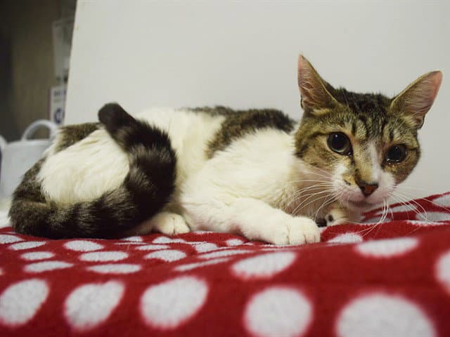 Porche - Domestic Short Hair
