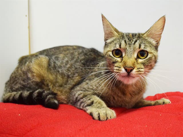 Sweet Serena - Domestic Short Hair