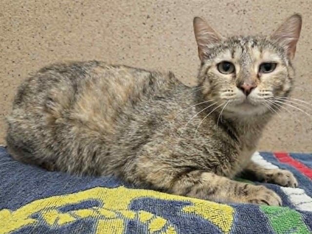 Marguerite - Domestic Short Hair
