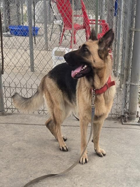 Unknown - German Shepherd Dog