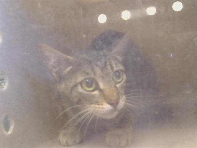 Unknown - Domestic Short Hair