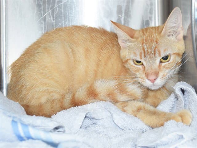 Bianca - Domestic Short Hair