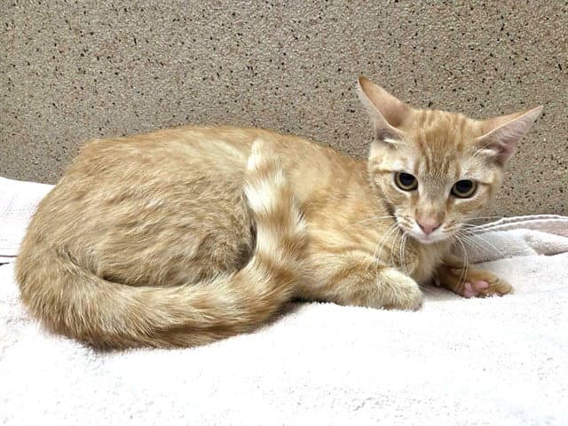 Bianca - Domestic Short Hair