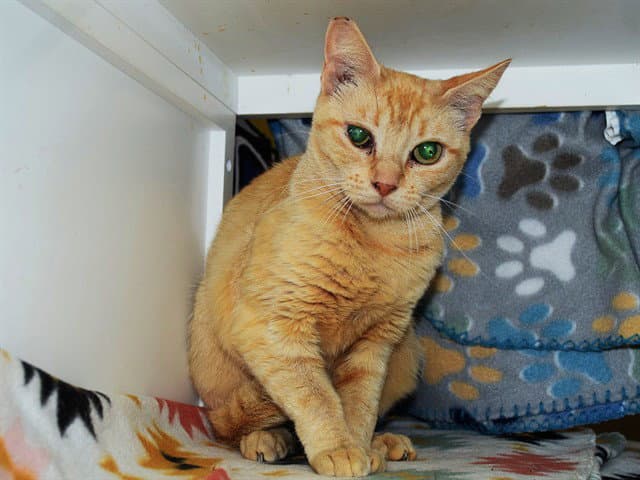 Rowan - Domestic Short Hair