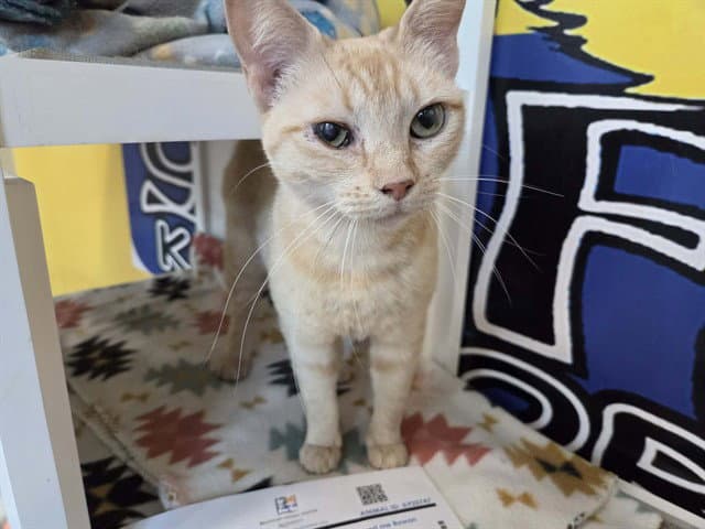 Rowan - Domestic Short Hair