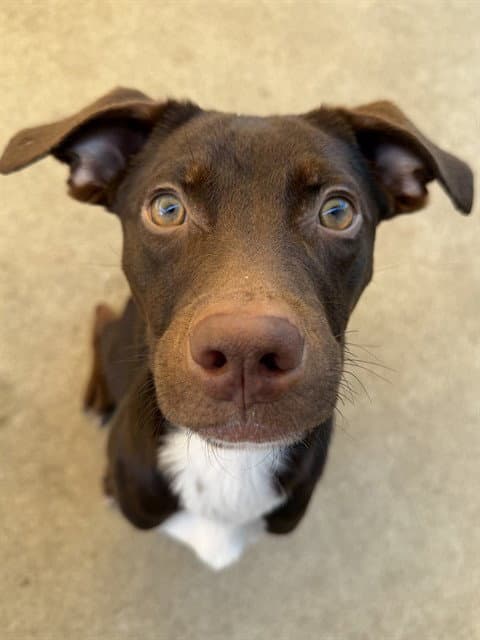 Unknown - Pit Bull Terrier
