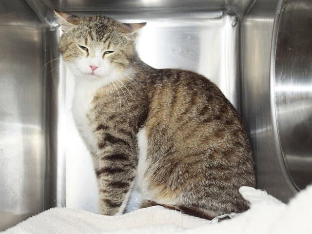 Unknown - Domestic Medium Hair