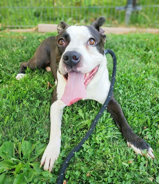 Johnny Bravo - Pit Bull Terrier