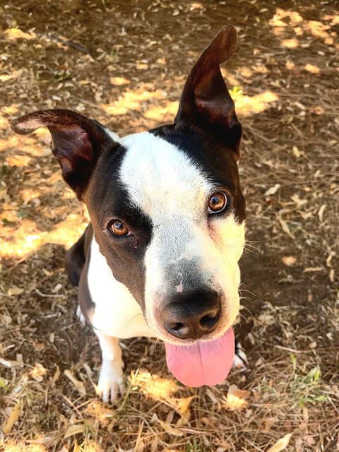 Johnny Bravo - Pit Bull Terrier