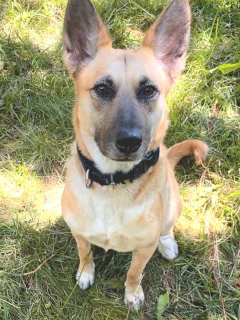 Sajuna - German Shepherd Dog