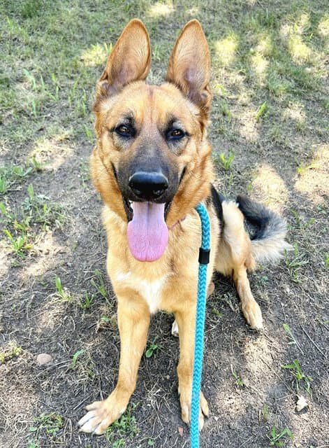 Pinky Pie - German Shepherd Dog