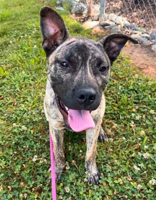 Hamilton - Pit Bull Terrier