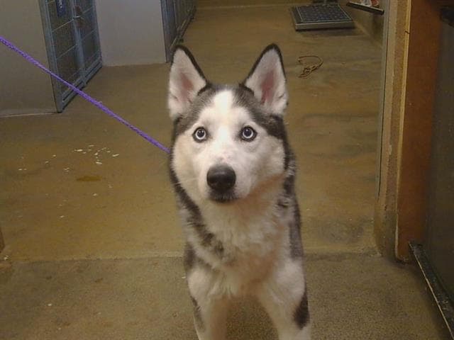 Shadow - Siberian Husky