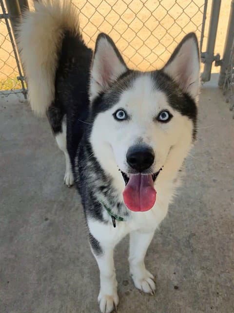 Shadow - Siberian Husky