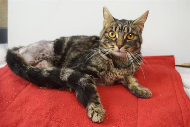 Bunny - Domestic Short Hair