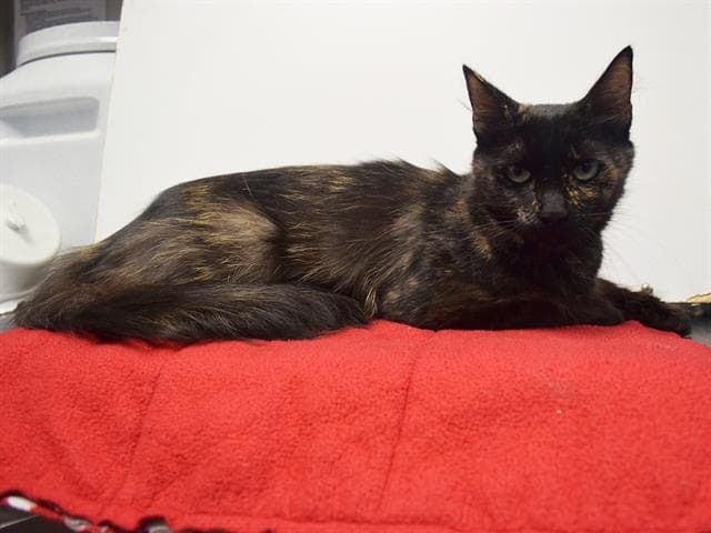 Dominique - Domestic Medium Hair