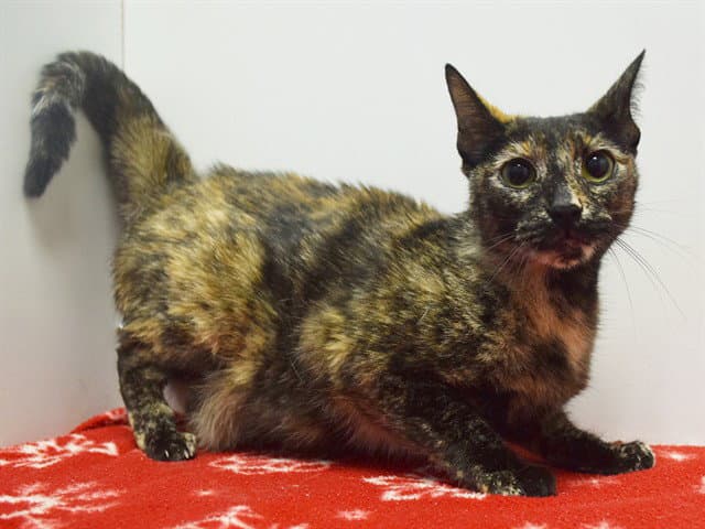 Unknown - Domestic Short Hair