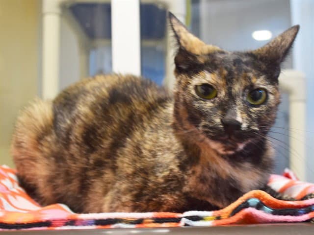 Unknown - Domestic Short Hair