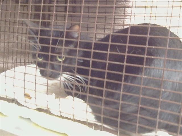 Unknown - Domestic Short Hair