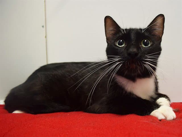 Unknown - Domestic Short Hair