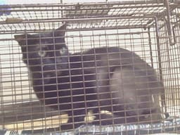 Salem image 1