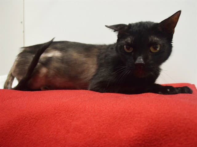 Salem - Domestic Short Hair