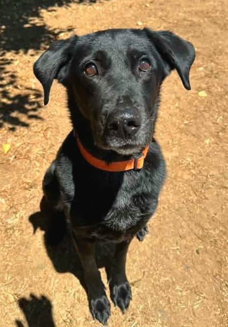 Unknown - Labrador Retriever