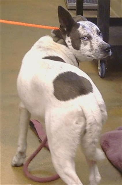 Sergio - Australian Cattle Dog/Blue Heeler