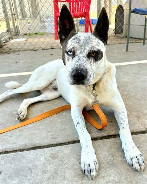 Sergio - Australian Cattle Dog/Blue Heeler