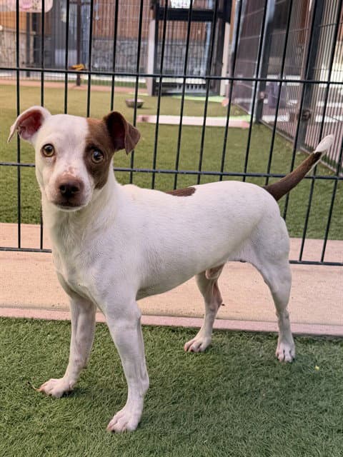 Angelo - Chihuahua
