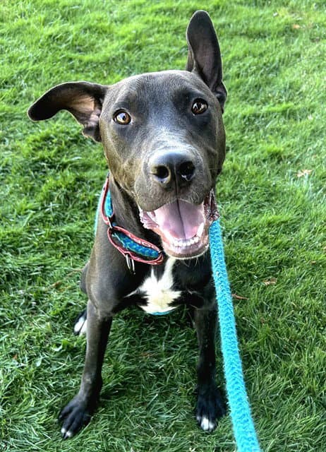 Unknown - Pit Bull Terrier