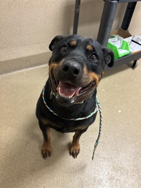 Miami - Rottweiler