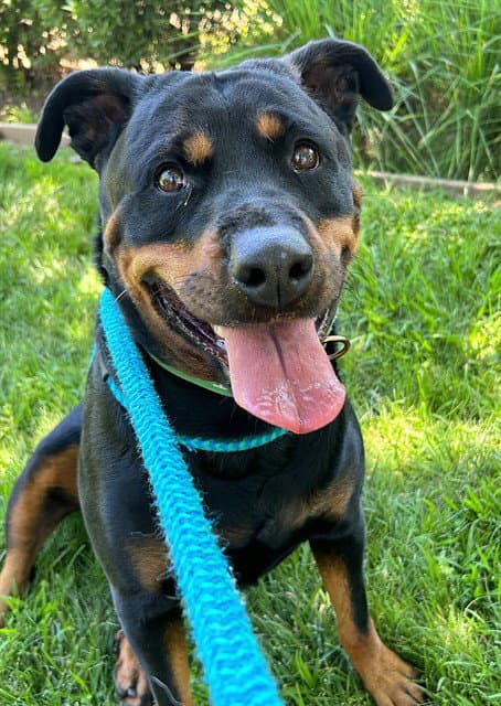 Miami - Rottweiler