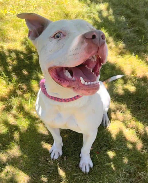 Goku - Pit Bull Terrier