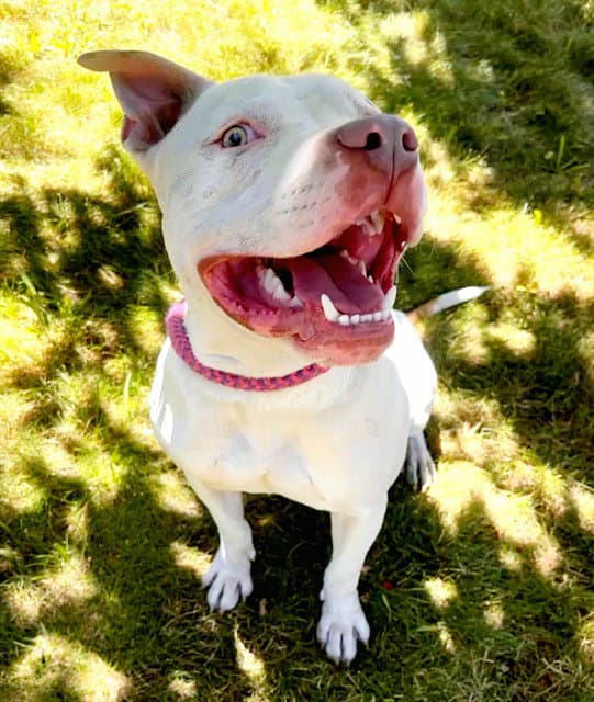 Goku - Pit Bull Terrier
