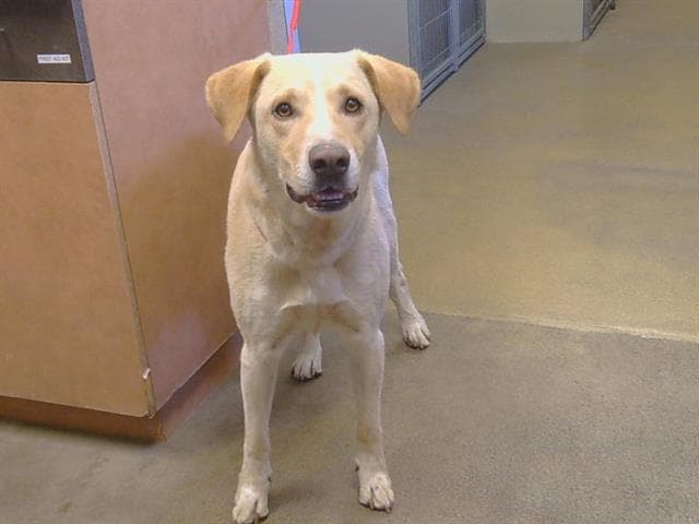 Unknown - Labrador Retriever