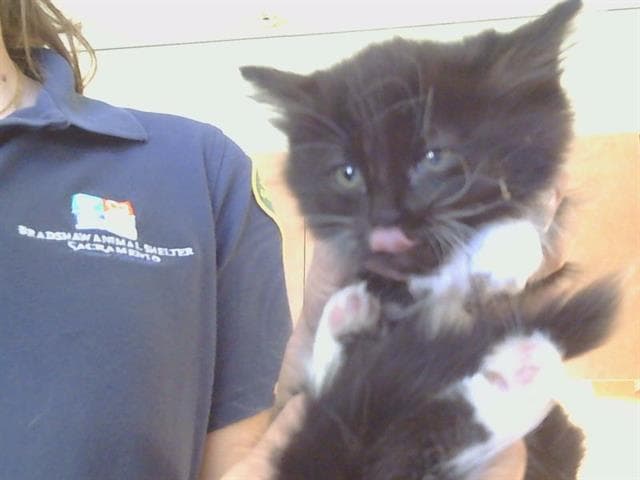 Tap - Domestic Short Hair